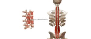 Multifidi core muscles pilates