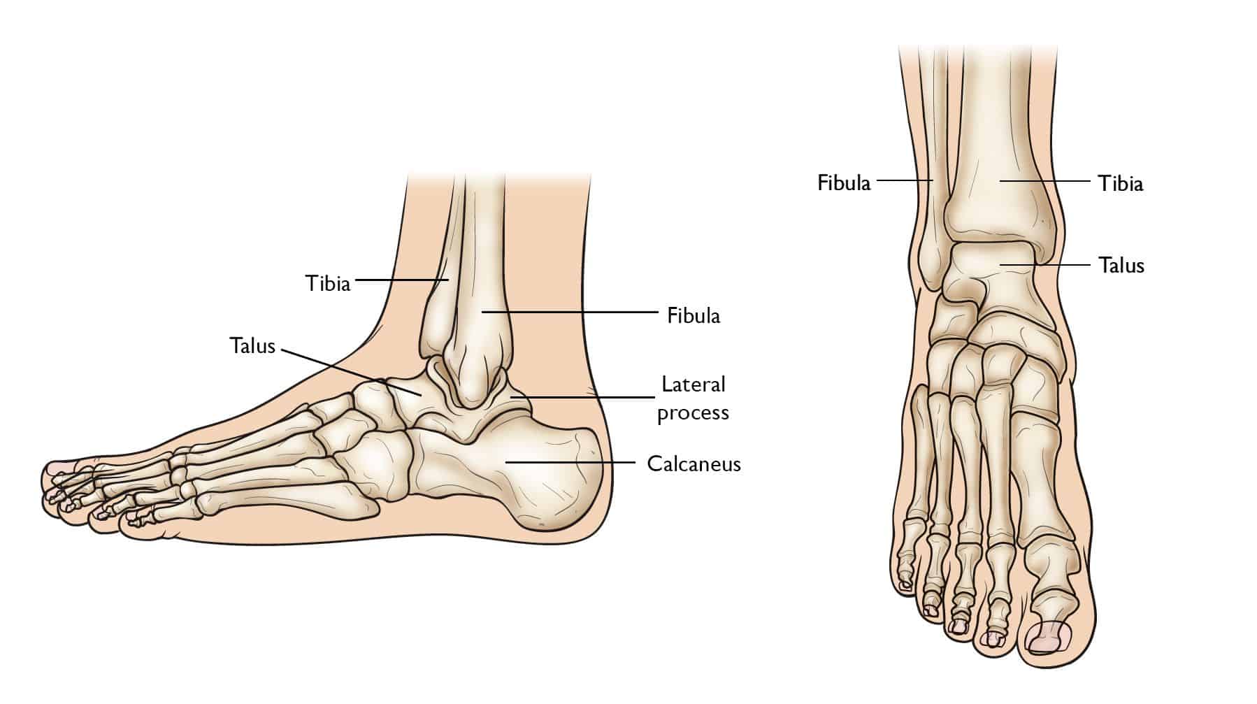 Ankle, Joints, Bones, Muscles