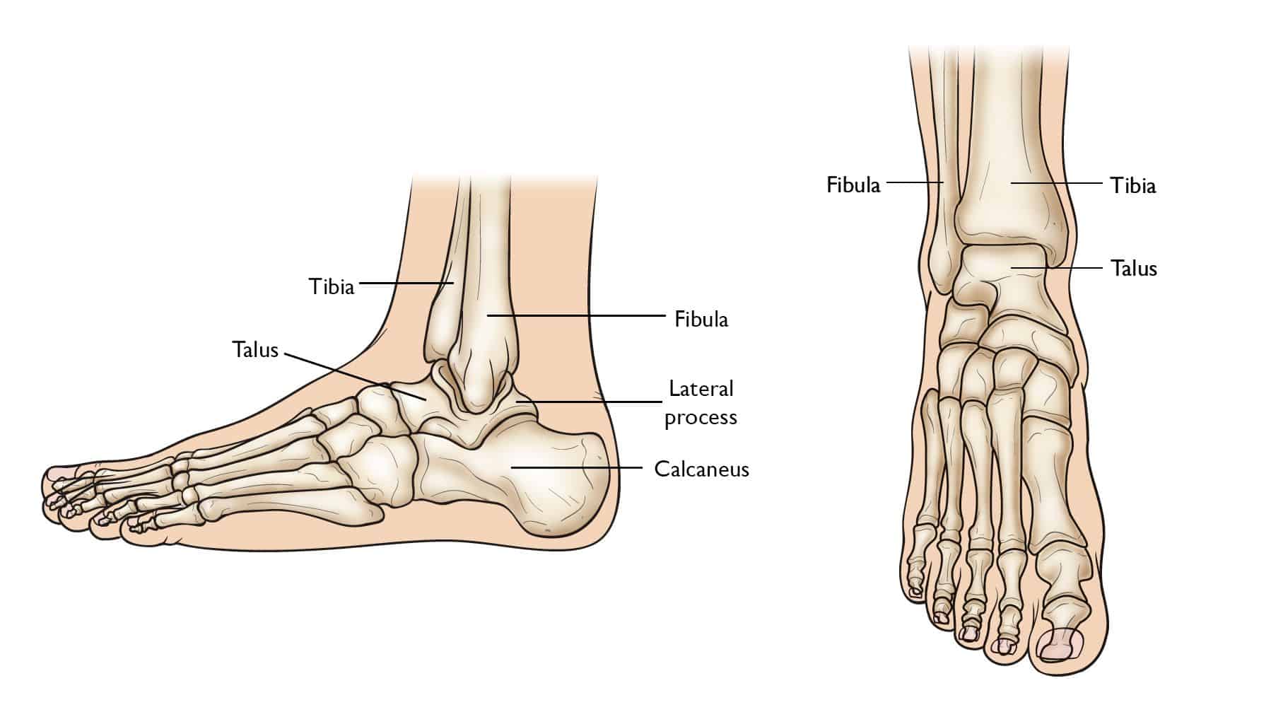 Talocrural Joint (Ankle Joint) Diagram